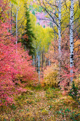 Forest of autumn maple and aspen trees