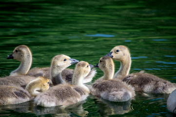 hoard of goslings
