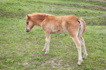 Naklejka na ściany i meble young foal on the meadow