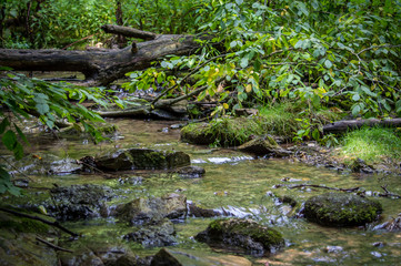 Fototapeta na wymiar Calm forest stream