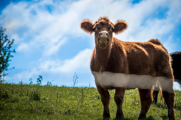 Brown Cow Close Up