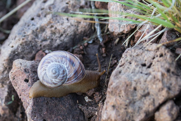 Snail crawling over rocks