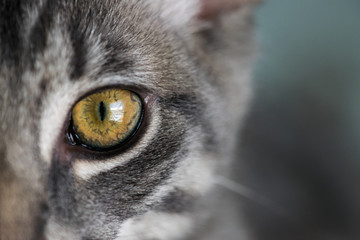 Cat's Eye