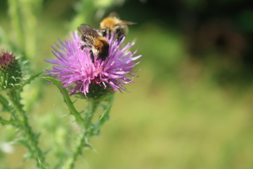 Biene auf Distel