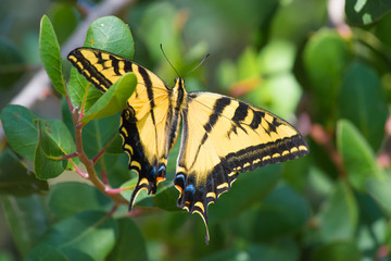 Western swallow tail butterfly nestled in rich green bush