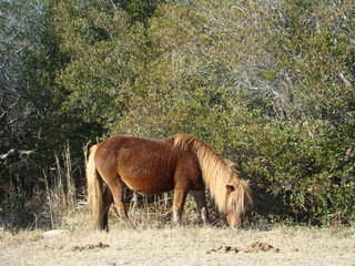 Assateague Island Pony
