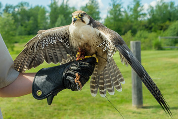 Falcon Training