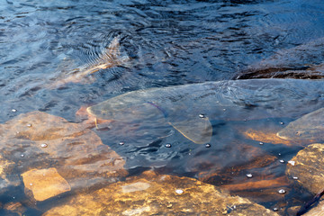 Sturgeon Spawning on Wolf River, Shiocton, WI