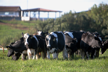 Fazenda de gado