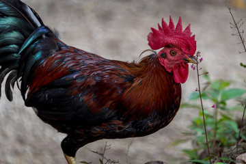 A rooster searches an open portion of the rain forest for food