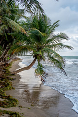 A Coconut tree grows over the waves of the Carribean Sea