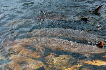 Sturgeon Spawning on Wolf River, Shiocton, WI