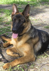Portrait of a German shepherd