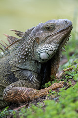 Im ready for my closeup! A Puerto Rican Iguana basks in the warm tropical sun next to a slow moving river