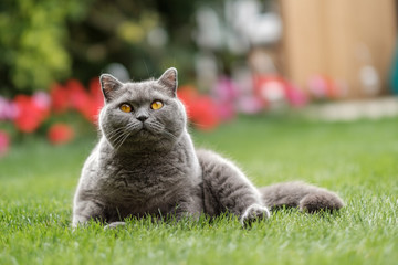British Blue cat sitting on grass gazing up