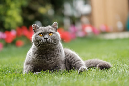 British Blue cat sitting on grass gazing up