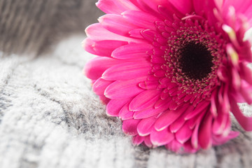 A gentle pink gerbera lies on a gray warm knitted coverlet