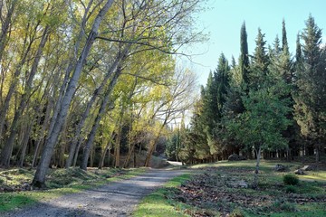 Mixed Forest In Nebrodi Park, Sicily