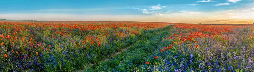 Gordijnen Groot panorama van klaprozen en bellsflowers-veld met pad © pavlobaliukh