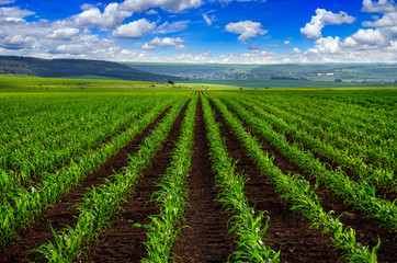 Fototapeta na wymiar view of lines of young corn shoots on field