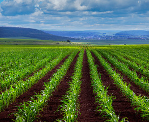 Fototapeta na wymiar young green corn shoots on field