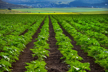 Young sprout lines on sunflower field