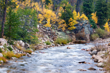 Forest and stream with fall colored trees