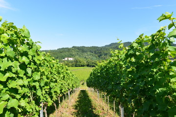 Weinanbau Staufen im Breisgau