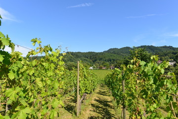 Fototapeta na wymiar Weinanbau Staufen im Breisgau 