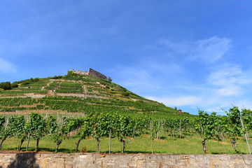 Weinanbau Staufen im Breisgau 