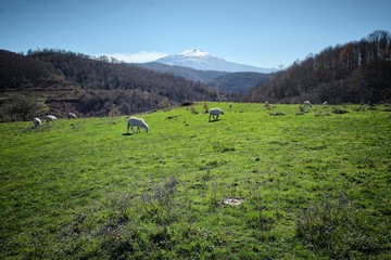 Fototapeta na wymiar Rural Landscape With Etna Volcano From Argimusco Highland, Sicily
