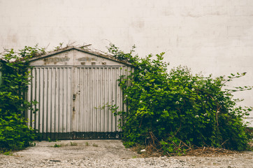 Old garage. Grow bushes. Vintage
