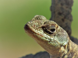 O olhar do lagarto.