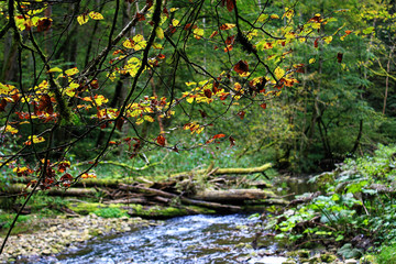 Black Forest hiking trail through the Wutachschlucht, Germany