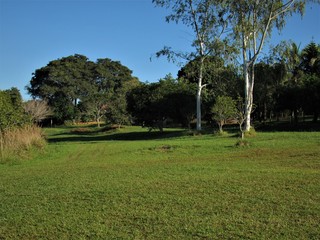 Árvores, gramado e céu azul.
