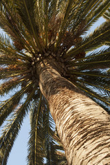 Date palm seen from below © Pawel Sidlo