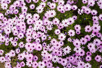 Fototapeta premium gazania longiscapa blossom