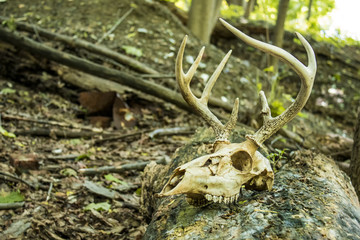 animal skull