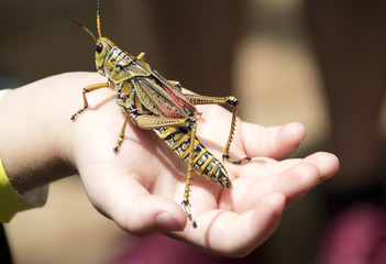 Giant grasshopper