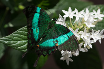 bright blue green butterfly closeup macro