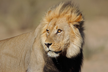 Portrait of a big male African lion (Panthera leo), Kalahari desert, South Africa.