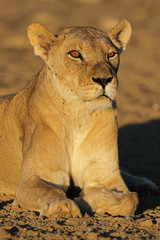 Portrait of an African lioness (Panthera leo), Kalahari desert, South Africa.