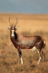 A blesbok antelope (Damaliscus pygargus) standing in grassland, South Africa.