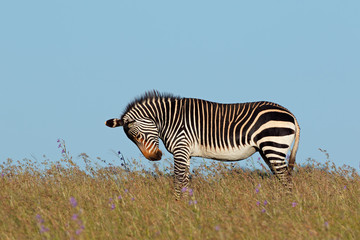 Cape mountain zebra (Equus zebra) in grassland, Mountain Zebra National Park, South Africa.