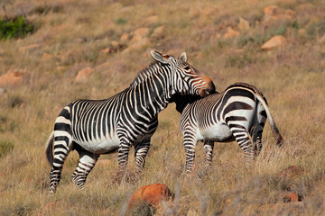 Fototapeta na wymiar Cape mountain zebras (Equus zebra) in natural habitat, Mountain Zebra National Park, South Africa.