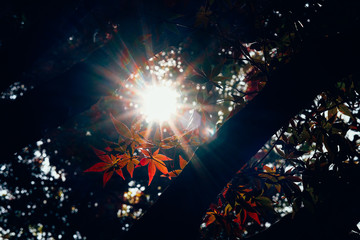 紅葉