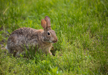 Rabbit with Tongue Out in Field