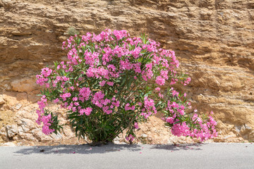Pink oleander shrub