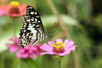 Image of The Lime Butterfly on nature background. Insect Animal (Papilio demoleus malayanus Wallace, 1865)