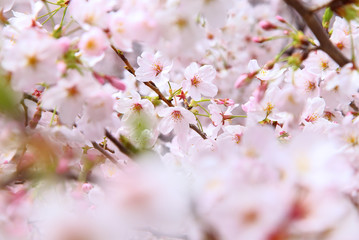 Obraz premium Beautiful cherry blossoms in spring time